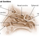 Anatomi Hidung