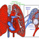 Paru-paru Basah dan Penyebabnya