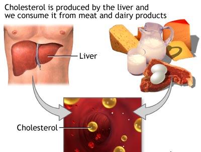 Di dalam tubuh, kolesterol mempunyai fungsi penting